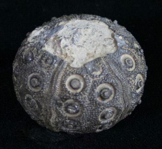 Detailed Nenoticidaris Fossil Urchin - Morocco #10618